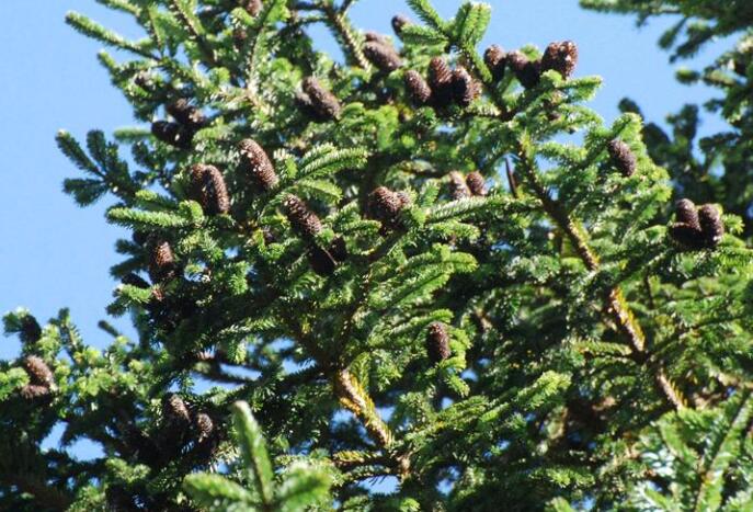 岷江冷杉 岷江冷杉
