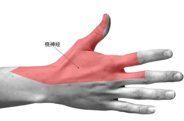 橈神經(jīng)損傷的臨床表現(xiàn)有哪些? 橈神經(jīng)損傷的臨床表現(xiàn)有哪些?