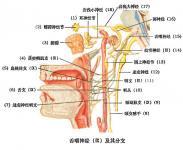 舌咽神經痛 舌咽神經痛