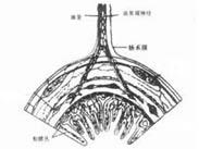 腸道氣囊腫癥