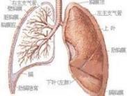 熱帶性肺嗜酸粒細胞浸潤癥 熱帶性肺嗜酸粒細胞浸潤癥