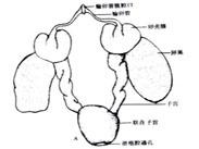 月經(jīng)不調(diào) 月經(jīng)不調(diào)