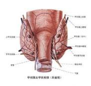 原發(fā)性甲狀腺惡性淋巴瘤 原發(fā)性甲狀腺惡性淋巴瘤
