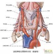 喉返神經(jīng)損傷 喉返神經(jīng)損傷
