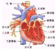 心臟脂肪瘤