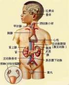 男假兩性畸形