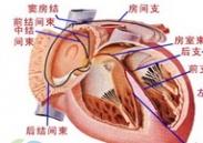 小兒竇性心律失常 小兒竇性心律失常