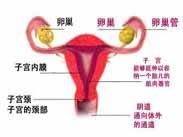 嬰幼兒陰道炎